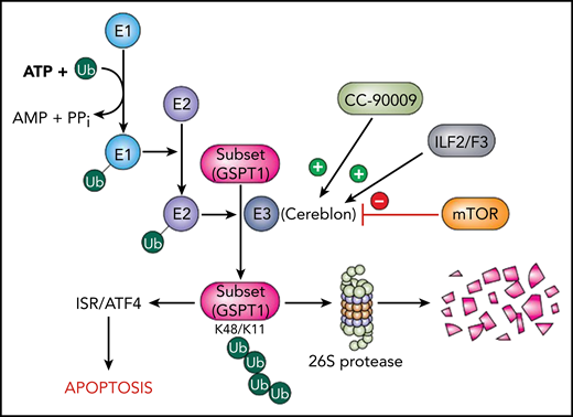 Schema of cereblon/CC-90009 interactions in the context of the UBS. Ubiquitin (Ub) is activated by a ubiquitin-activating enzyme (E1) and transferred to a ubiquitin-conjugating enzyme (E2) prior to linkage to protein substrates by a ubiquitin ligase (E3) complex, of which cereblon is a key component. The K48/K11 ubiquitination of substrates targets them for degradation by the 26S proteasome. CC-90009 promotes binding of cereblon to the translation termination protein GSPT1, which leads to the selective elimination of this protein. Loss of GSPT1 in AML cells triggers the ISR via ATF4, culminating in cell death. These events are opposed by loss of the alternative splicing modulators ILF2/ILF3, which diminish cereblon expression, as well as by hyperactivation of the mTOR pathway, which blocks GSPT1 degradation.