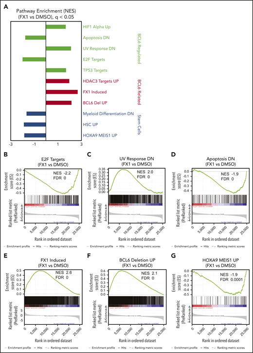 Inhibition of BCL6 in AML cells resulted in regulations of multiple numbers of biologically important pathways. Three primary AML cells (AML37, AML95, and AML98) were treated with FX1 using the concentration for EC50 in pilot ex vivo treatment experiments, for 12 hours. RNA was extracted from dimethyl sulfoxide (DMSO)- or FX1-treated cells and subjected to RNA-sequencing. (A) After a consensus clustering of gene expression profiles, GSEA was performed between FX1-treated and DMSO-treated AML cells. Representative gene signatures are highlighted and sorted with biological functions shown at the right. (B-G) Enrichment plots of regulated gene signatures of interest obtained by GSEA analysis showing enrichments in FX1-treated vs DMSO. NES and FDR values are attached for each of the gene sets.