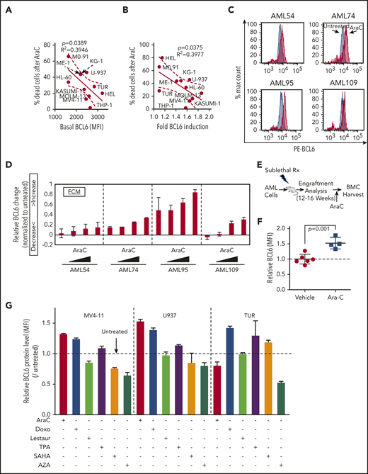 BCL6 is induced in AML cells treated with chemotherapeutic agents. (A) Linear regression analysis showing correlation between basal BCL6 expression and sensitivity to AraC treatment in 11 different AML cell lines. (B) Linear regression analysis showing correlation between fold induction of BCL6 expression and sensitivity to AraC treatment (1.25 μM) using 11 different AML cell lines. Fold inductions in each of the cells were calculated based on mean fluorescence intensity (MFI) values by comparing treated vs untreated cells. (C-D) Induction of BCL6 in 4 different primary AML cells (AML54, AML74, AML95, and AML109) treated with AraC (111, 333, 1000, and 3000 nM, for 24 hours) in duplicates. Relative MFI of PE-BCL6 in each of the cells. The fold induction was calculated by normalization to untreated samples, and fractions of increase/decrease are presented. The data are plotted as averages of duplicates. Error bars indicate standard deviation. (E) Schematic illustration of BCL6 expression analysis after Ara C in vivo treatment of AML patient-derived xenografts. (F) Plot showing induction of BCL6 expression following engraftment of AML cells pretreated with AraC. (G) Analysis of BCL6 protein levels in AML cell lines treated with 6 different therapeutic drugs. BCL6 expression was evaluated by using flow cytometry. Rx, radiation.