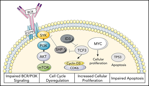 Proposed oncogenic mechanisms of BL. Characterization of impaired BCR/PI3K signaling, cell-cycle dysregulation, increased cellular proliferation, and impaired apoptosis seen in BL.22