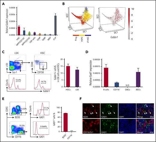 HSPCs express GABA B receptor Gabbr1 and B-cell lineages express glutamate decarboxylase Gad1. (A) RT-qPCR of relative Gabbr1 expression in sorted HSPC populations. (B) Published single-cell RNA-seq data detected Gabbr1 in a subset of HSPCs.22 (C) Representative flow cytometry data and bar graph showing ∼12% of Lin−Sca1+cKit+ (LSK) progenitors, and ∼15% of HSCs (LSK/CD48−/CD150+) express cell-surface Gabbr1 receptor. (D) RT-qPCR analysis of Gad1 expression in sorted phenotypic B cells (B220+), CD11b+ cells, osteoblastic cells (OBCs), and BM endothelial cells (BECs) (n = 3, from 2 independent experiments). (E) Representative intracellular flow cytometry data and bar graph showing that 77.7% of B220+/CD93− cells express Gad1, compared with CD11b+ cells that express almost none (n = 3, from 2 independent experiments). ***P < .001. (F) Immunofluorescent antibody staining (scale bar, 20 μm) of sternum BM showing that Gad1 (green) is expressed in B220+ (red) B cells (arrowheads point to cells that express both markers). Gad1 is not expressed in Cd11b+/Gr1+ myeloid cells (representative of n = 9 sternum regions from n = 4 mice) (see also supplemental Figure 1). CMP, common myeloid progenitor; DAPI, 4′,6-diamidino-2-phenylindole; GMP, granulocyte-macrophage progenitor; LT-HSC, long-term HSC; MEP, megakaryocyte-erythroid progenitor; MPP, multipotent progenitor; N.D., not determined; Prog, progenitor.