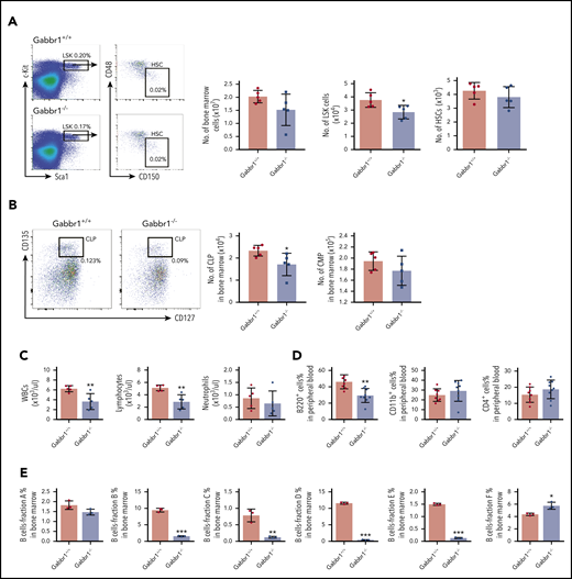 Gabbr1−/−mutants have decreased numbers of LSK progenitors in BM and lymphocytes in PB. (A) Left panel, Representative flow cytometry gates. Right panels, There are comparable numbers of total BM cells from 2 femur and 2 tibias. The number of LSK progenitors, but not HSCs (LSK/CD48−/CD150+), is reduced in Gabbr1−/− BM (n = 5 WT vs n = 5 mutants). (B) Left panel, Representative flow cytometry gates for CLP. Right panels, The number of Lin−Sca1lowcKitlowCD135highCD127low (CLP) progenitors, but not CMP (Lin−Sca1−cKit+CD34highCD16/32low), is reduced in Gabbr1−/− BM (n = 5 WT vs n = 5 mutants). (C) WBCs and lymphocytes, but not neutrophils, were reduced in Gabbr1−/− PB (n = 5 WT vs n = 5 mutants). (D) Percentages of B220+, but not CD11b+ or Gr-1+, cells were reduced in Gabbr1−/− PB (n = 8 WT vs n = 9 mutants). (E) The analysis of Hardy B-cell fractions in the BM from Gabbr1+/+ and Gabbr1−/− mice (n = 3 WT vs n = 3 mutants). Data are represented as mean plus or minus standard deviation (SD) (*P < .05; **P < .01; ***P < .001). Analyses performed at P15 (see also supplemental Figures 3 and 4).