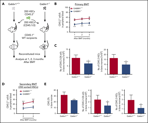 Gabbr1−/−mutant HSCs have reduced engraftment ability in competitive transplants. (A-C) Primary competitive BM transplantation (BMT). (A) Three hundred fifty HSCs from WT and Gabbr1−/− mice were sorted and transplanted into irradiated CD45.1 recipients, together with 350 HSCs from CD45.1/2 mice. (B) Mice were analyzed for reconstitution of PB with donor-derived CD45.2 cells at 1, 2, and 3 months posttransplant. (C) Three months posttransplant, BM CD45.2+ LSK progenitors and HSCs were still reduced (n = 5 recipients per group). (D-E) Secondary transplantation. Three hundred fifty WT or Gabbr1−/− mutant HSCs from primary recipient mice were sorted and transplanted into irradiated CD45.1 recipients, together with 350 sorted HSCs from CD45.1/2 mice. (D) Mice were analyzed for reconstitution of PB with donor-derived CD45.2 cells at 1, 2, and 3 months posttransplant for donor reconstitution. (E) Three months postsecondary transplant, BM CD45.2+ LSK progenitors and HSCs were still reduced (n = 5 recipients per group). Data are presented as mean plus or minus SD. (WT vs Gabbr1−/− mice: *P < .05; **P < .01; ***P < .001) (see also supplemental Figure 5).