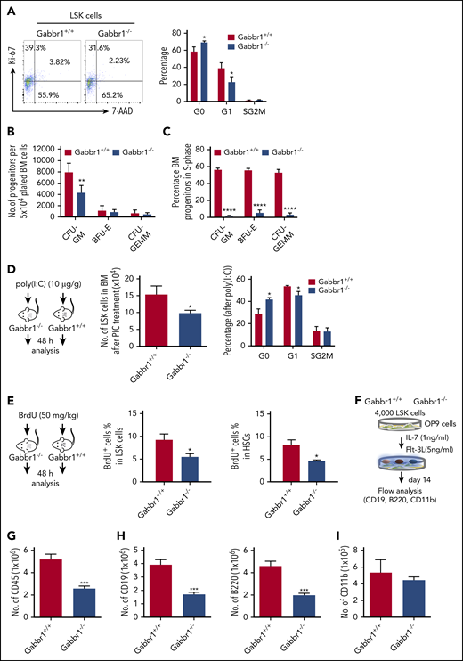 The Gabbr1−/−mutant HSPC pool has reduced proliferative capacity. (A) Cell-cycle analysis. Left panel, Representative flow cytometry gates of cell-cycle analysis by Ki-67 and 7-AAD in LSK progenitors. Right panel, There are more cells in G0 phase in Gabbr1−/− LSK progenitors when compared with Gabbr1+/+ controls (n = 6 per group). (B-C) CFU assays were performed to determine proliferative and differentiative capacity of HSPCs. (B) Absolute numbers of progenitors were determined by plating equal numbers of BM (5 × 104 cells) from WT or Gabbr1−/− tibias. (C) The tritiated thymidine incorporation assay was used to determine the cell-cycling status of BM progenitors. (D) Stimulation with poly(I:C) (10 µg/g) was done by intraperitoneal injection into WT and Gabbr1−/− mice (n = 4 per group). Forty-eight hours later, LSK progenitor number and cell cycle were analyzed. (E) BrdU incorporation assay. BrdU (50 mg/kg) was intraperitoneal injected into WT (n = 6) and Gabbr1−/− mice (n = 5). Forty-eight hours later, percentages of BrdU+ cells in LSK and LSK CD48− progenitor populations were analyzed. (F-I) In vitro B-cell differentiation assay. (F) Experimental design. Four thousand sorted LSK progenitors from WT and Gabbr1−/− mice were seeded onto OP9 cells. After 1 week, cells were passaged onto fresh OP9 cells. At day 14, all cells were collected, counted, and stained with CD45 (G), CD19 (H; left panel), B220 (H; right panel), and CD11b (I) antibodies. The absolute numbers were presented as mean plus or minus SD (data were from 2 independent experiments with 4-5 replicates.). *P < .05; **P < .02; ***P < .001; ****P = 0 vs Gabbr1+/+ controls. Analyses of panels A and D-I performed at P15; panels B and C performed at P13 and P15 (see also supplemental Figure 6).