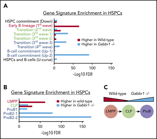 Gene-signature analysis shows a shift in pooled RNA-seq expression profiles from a progenitor-like state in WT HSPCs to pro–B-cell commitment in Gabbr1−/−mutant HSPCs. Gene signatures are defined by data from Miyai et al,42 and false discovery rate (FDR) of gene-signature enrichment is shown as red bars for WT HSPCs and turquoise bars for Gabbr1−/− mutant HSPCs. (A) Gene signatures from in vitro B-cell differentiation show a progressive shift from early B-lineage markers in WT HSPCs (red text), to a mix of signatures in “transition” stage (green text), and finally to pro–B-cell commitment signatures in Gabbr1−/− mutant HSPCs (blue text). (B) This same pattern is mirrored in the gene signatures of sorted LMPPs, CLPs, and pro-B cells. (C) Diagram showing the shift in expression profiles between WT and Gabbr1−/− mutant HSPCs.