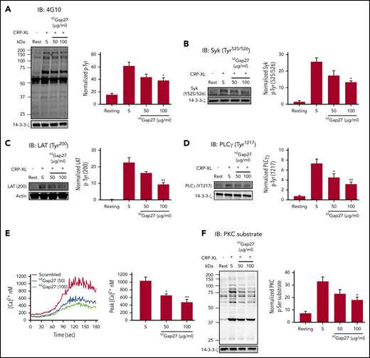 62Gap27 inhibits GPVI signaling in human platelets.62Gap27 (50 and 100 μg/mL) or scrambled peptide (S; 100 μg/mL) pretreated human washed platelets (4 × 108 cells/mL) were stimulated for 90 seconds with CRP-XL (1 μg/mL) under nonaggregation conditions in the presence of indomethacin (20 µM), cangrelor (1 µM), MRS2179 (100 µM), and EGTA (1 mM). Samples were lysed in the Laemmli sample buffer, separated by sodium dodecyl sulfate-polyacrylamide gel electrophoresis (SDS-PAGE), transferred to polyvinylidene fluoride (PVDF) membranes, and tested for (A) total tyrosine phosphorylation, (B) Syk phosphorylation (Tyr525/526), (C) LAT phosphorylation (Tyr200), (D) PLCγ phosphorylation (Tyr1217), and (E) Fura-2-acetoxymethyl ester (Fura-2AM)–loaded washed platelets (4 × 108 cells/mL) were treated with 62Gap27 or scrambled peptide (S; 100 μg/mL) for 5 minutes before stimulation with CRP-XL (0.25 μg/mL). Spectrofluorimetry was used to measure the release of calcium from intracellular stores. (F) PKC substrate phosphorylation. Representative blots for the phosphorylation levels are shown. The bar graph represents mean normalized phosphorylation values relative to actin or 14-3-3-ζ levels. Representative traces of calcium mobilization over a period of 5 minutes and quantified data (peak calcium levels) are shown. Results are mean ± SEM (n ≥ 3). *P < .05; **P < .01 (calculated by 1-way ANOVA).