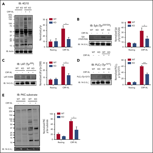 Deletion of Cx57 impairs GPVI signaling in platelets.62Gap27 (50 and 100 μg/mL) or scrambled peptide (S; 100 μg/mL) pretreated Cx57+/+ wild-type (WT) and Cx57−/− knockout (KO) washed platelets (4 × 108 cells/mL) were stimulated for 90 seconds with CRP-XL (1 μg/mL) under nonaggregation conditions in the presence of indomethacin (20 µM), cangrelor (1 µM), MRS2179 (100 µM), and EGTA (1 mM). Samples were lysed in the Laemmli sample buffer, separated by SDS-PAGE, transferred to PVDF membranes, and tested for (A) total tyrosine phosphorylation, (B) Syk phosphorylation (Tyr525/526), (C) LAT phosphorylation (Tyr200), (D) PLCγ phosphorylation (Tyr1217), and (E) PKC substrate phosphorylation. Representative blots for the phosphorylation levels are shown. The bar graph represents mean normalized phosphorylation values relative to actin or 14-3-3-ζ levels. Results are mean ± SEM (n ≥ 3). *P < .05; ***P < .001 (calculated by 1-way ANOVA).