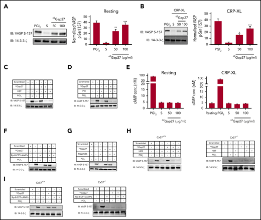 62Gap27 modulates PKA activity independently of cAMP. (A) Resting and (B) CRP-XL stimulated (90 seconds) washed human platelets (4 × 108 cells/mL) treated with scrambled peptide (S; 100 µg/mL) or 62Gap27 (50 and 100 μg/mL) for 5 minutes were tested for VASP S157 phosphorylation (a marker of PKA activity). VASP S157 phosphorylation was also evaluated in washed platelets treated with 62Gap27 (100 μg/mL) for 5 minutes in the presence of (C) H89 (10 µM), (D) PKI (10 µM), (F) Rp-8-CPT-cAMPS (200 µM), and (G) SQ 22536 (100 µM). Platelets treated with PGI2 (1 μg/mL) for the stimulation of PKA-mediated phosphorylation were used as positive controls. Sample lysis was carried out using the Laemmli sample buffer before separation by SDS-PAGE. Samples were then transferred to PVDF membranes. 14-3-3-ζ was used as a loading control. (E) Levels of cAMP were measured in resting and CRP-XL (1 μg/mL) stimulated washed human platelets (4 × 108 cells/mL) that had been preincubated with the scrambled peptide (S; 100 µg/mL) or 62Gap27 (50 or 100 µg/mL) for 5 minutes. Platelets treated with PGI2 (1 μg/mL) were used as a positive control. (H-I) Resting washed platelets (4 × 108 cells/mL) from Cx57+/+ and Cx57−/− mice were treated with scrambled peptide (S) or 62Gap27 (100 μg/mL) for 5 minutes in the presence of H89 (10 µM) or Rp-8-CPT-cAMPS (200 µM) and investigated for VASP-S157 phosphorylation. Platelets treated with PGI2 (1 μg/mL) were used as a positive control. Results are mean ± SEM (n ≥ 4). **P < .01; ***P < .001 (calculated by 1-way ANOVA).