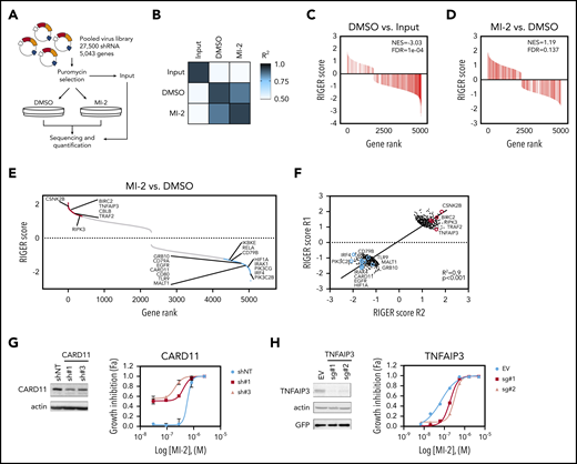Loss-of-function MALT1i screen identifies modulators of MALT1i response in ABC-DLBCL. (A) Scheme of screen experimental design. (B) Correlation matrix of normalized shRNA read counts for 2 independent replicate experiments. Gene-set enrichment analysis of a list of “pan-essential genes” in Control vs Input (C) and MI-2–treated vs DMSO-treated cells (D). (E) Plot of gene enrichment MI-2–treated vs DMSO-treated cells ranked by RIGER score. Genes for relevant enriched functional networks are shown. (F) Correlation plot of gene RIGER scores in MI-2–treated cells vs DMSO-treated cells in 2 independent screen replicates. Plotted 500 top and bottom ranked genes (average of 2 replicates). Validation of screen targets using shRNAs against CARD11 (G) or single guide (sg) RNA against TNFAIP3 (H). The effect of gene knockdown on IC50 of MI-2 was assessed by cell count by flow cytometry of live GFP+ cells. Gene knockdown was evaluated by western blot. EV, empty vector; shNT, nontargeting shRNA.