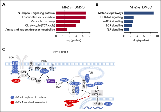 BCR-PI3K-TLR is a major determinant of sensitivity/resistance to MALT1 inhibitors. (A) Graph representing significantly enriched Kyoto Encyclopedia of Genes and Genomes pathways among genes whose knockdown decreased (A) and increased (B) sensitivity to MI-2 using STRING. (C) Graph picturing modulators of response to MALT1i significantly enriched in MI-2 shRNA combinatorial screen. Depleted (blue) or enriched (red) shRNAs in MI-2 vs. DMSO-treated cells and their relative position in the BCR/PI3K/TLR pathway network.