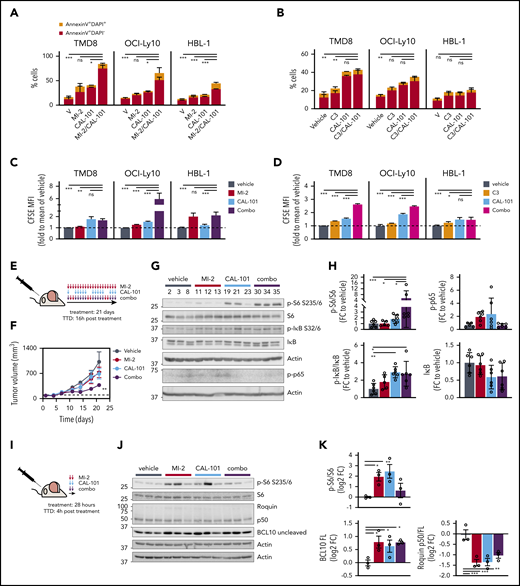 MALT1/PI3Kδ simultaneous inhibition synergistically kills ABC-DLBCL in vitro and in vivo. Apoptosis for CAL-101 combinations with structurally unrelated MALT1 inhibitors MI-2 (A) and C3 (B) was studied using annexin V/DAPI staining in the indicated cell lines. Cells were treated for 4 days, and the following drug concentrations were used: 1 μM CAL-101, 250 nM MI-2 (100 nM for HBL-1), and 1 μM C3. Results are the percentage of cells ± standard error of the mean (SEM) of ≥2 independent experiments in triplicate. CFSE dilution assay results for CAL-101 combinations with MI-2 (C) or C3 (D) in the indicated cell lines, treated as above. The y-axis shows CFSE mean fluorescence intensity (MFI) fold to vehicle ± SEM of ≥2 independent experiments in triplicate. (E) Dosing schedule of MI-2/CAL-101 combinations in vivo. TTD, time to death. (F) Tumor growth curve for TMD8 xenografts (n = 6 per group). Mice were treated with 25 mg/kg per day of MI-2, 30 mg/kg per day of CAL-101, their combination, or the same volume of vehicle for 21 days, following the schedule in (E). (G) Representative western blot results for the indicated targets in TMD8 xenografted tumors treated long-term (21 days) with vehicle, MI-2, CAL-101, or their combination (n = 3 per group). (H) Quantification of western blots in (G) for all mice (n = 6 per group). Protein levels were normalized to actin and are relative to the average of vehicle-treated mice. (I) Short-term treatment schedule of TMD8 xenografted mice. Dosing as in (F). (J) Western blot results for the indicated targets in TMD8 xenografted tumors treated short-term (28 hours) with vehicle, MI-2, CAL-101, or their combination (n = 3 per group). (K) Quantification of results in (J). Protein levels were normalized to actin and are relative to the average of vehicle-treated mice. *P < .05, **P < .01, ***P < .001, 1-way analysis of variance corrected for multiple comparisons 5% FDR. FC, fold change; ns, not significant (P > .05).