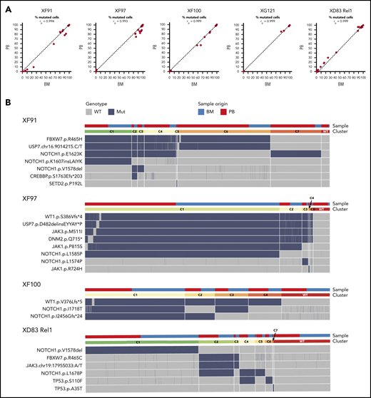 ALL has a similar mutational profile in the bone marrow and blood of the same patient. (A) Scatter plot with the percentage of mutated cells in PB vs BM per patient at diagnosis (XF91, XF97, XF100, and XG121) or at relapse (XD83). Each dot is a variant and the dashed diagonal is the perfect correlation (rp = Pearson correlation value). Included are all the filtered and curated variants per patient (supplemental Figure 1; supplemental Table 6). Of note, there are no unique variants in BM and PB, and the shift toward BM for some patients is in line with the clinically reported higher percentage of lymphoblasts in BM. (B) Clonal architecture analysis for the indicated patients and variants. Cells with complete genotype from BM and PB samples at diagnosis (XF91 = 3063 cells, XF97 = 5847 cells, and XF100 = 4665 cells) or relapse (XD83 = 3968 cells) are included. Horizontal bars on the top depict the clone (lower bar) or the sample origin (higher bar). For visual purposes, cells in the sample origin bar are sorted per clone according to their origin (PB in red and BM in blue). Remarkably, all clones have cells from both BM and PB. Heatmap shows the cell genotype without zygosity (wild type = gray, mutated = dark blue) for each selected somatic variant. Small genotype combinations (<5% of the cells) that are likely to represent false-positive clones as a result of ADO were not computed as a separate clone. For instance, cells with a wild-type genotype for 1 of the 6 mutated variants in the C1 clone of XF97 patient are caused by ADO (supplemental Figure 3 with zygosity and read depth information).