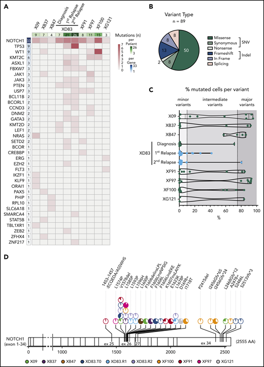 T-ALL mutational landscape based on single-cell DNA sequencing of 8 pediatric patients. (A) Heatmap with the oncoprint of patient samples at diagnosis (and relapse for XD83 patient) analyzed by single-cell DNA sequencing. Each column represents a patient, and each row represents a gene with at least 1 detected protein-coding somatic variant (89 different variants across 37 genes). The total number of mutations detected per gene is shown in the left column with a blue color gradient and the number of mutations detected per patient is shown in the upper row with a green color gradient. The heatmap red color gradient indicates the number of variants per patient and gene. (B) Pie chart with the distribution of the 89 different variants according to the protein translation implication (missense, synonymous, nonsense, frameshift, in frame, or splicing). Green denotes SNV variants, whereas blue denotes small indel variants. Splicing variants (pink) can be either SNV or indels. (C) Percentage of mutated cells per variant (dot) and patient (row) at diagnosis (and relapse for XD83 patient). The number of mutations per patient corresponds to the upper row in panel A. The variant frequency distribution for a given patient is represented with a violin plot. All variants reported are mutated in at least 0.5% of the cells from a given sample. (D) Lolli plot showing the somatic mutation spectra throughout the protein sequence of NOTCH1. The scale bar represents the length (amino acids) of the protein sequence, and the corresponding exons are indicated with vertical lines. Each lolli plot represents a NOTCH1 variant identified in this study (patient origin is indicated by color and results for the diagnostic (T0), relapse 1 (R1), and relapse 2 (R2) samples of XD83 are reported separately. The corresponding variant name is shown on the top of the lolli plot specifying the coding impact. Recurrent mutations are indicated with multiple pie charts at the same position (total count 2-5). The colored part of the pie chart corresponds to the fraction of mutated cells for that variant.