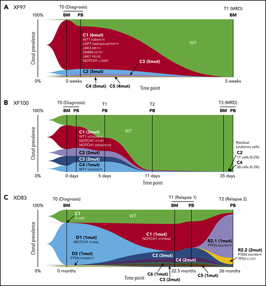 Clonal evolution of T-ALL during chemotherapy and at relapse. (A-C) The fish plot shows the clonal evolution in 3 T-ALL patients carrying multiple somatic mutations. Each color represents a clone, and the clone name (C1-Cn) matches the clones of Figure 2B. The number of mutations per clone is specified between brackets, and the set of mutations is shown for the major C1 clone and for clones with 1 mutation. For the genotype of all clones, please refer to Figure 2B. (A) Clonal evolution of XF97 patient from diagnosis (BM and PB) until MRD time point (5 weeks after diagnosis) showing a complete remission. (B) Clonal evolution of XF100 patient. Longitudinal single-cell analysis of 6 samples collected at 4 time points. The patient showed resistance to prednisone (high leukemia burden at T1) and showed residual leukemic cells at MRD time point (day 35 of treatment, end of the induction phase). (C) Clonal evolution of patient XD83 from diagnosis to relapse. XD83 showed distinct clonal compositions at diagnosis (BM), first relapse (BM and PB, 22.5 months after diagnosis), and second relapse (3.5 months after the first relapse). D1 and D2 nomenclature denote clones present at diagnosis whereas R2.1 and R2.2 are clones present at relapse 2.