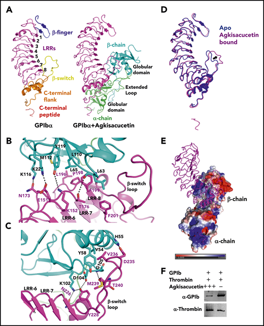 Crystal structure of the GPIbα and agkisacucetin complex. (A) Overall structure of the GPIbα-agkisacucetin complex is shown as a cartoon representation (right panel). For the complex, GPIbα is purple, and the α and β chains of agkisacucetin are green and cyan, respectively. A separate GPIbα molecule is shown, with the regions colored for clarity (left panel). (B) Detailed contacts between the GPIbα LRR-6, LRR-7, and LRR-8 regions and the agkisacucetin β chain globular domain. Interacting residues are shown as stick models with hydrogen bonds shown as dotted lines. (C) Detailed contacts between the GPIbα β-switch region and the agkisacucetin β chain globular domain. Interacting residues are shown as stick models with hydrogen bonds shown as dotted lines. (D) Superposition of the GPIbα apo structure (Protein Data Bank identification code 1P9A) (blue) and the GPIbα-agkisacucetin complex (purple). The major conformational change in the β-switch region is indicated by an arrow. (E) Overview of the GPIbα-agkisacucetin complex structure, showing the electrostatic potential of agkisacucetin’s surface. GPIbα is shown in cartoon representation. Blue, positive potential; red, negative potential. (F) Agkisacucetin blocks the interaction between GPIb and thrombin. Fc-tagged GPIb, with or without excess agkisacucetin, was incubated with biotinylated thrombin prebound to streptavidin beads. The streptavidin bead–bound protein samples were analyzed by western blot to examine thrombin and GPIb protein levels using specific antibodies. + and – denote presence and absence of a given protein; +++ denotes excess amounts of protein.