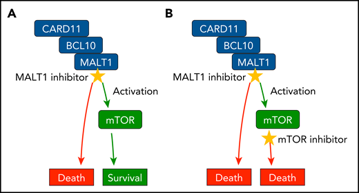 Rationale for MALT1 and mTOR coinhibition. (A) MALT1 inhibitor treatment is toxic for ABC DLBCL cells, but also activates mTOR signaling in the tumor cell, which induces secondary survival programs that mediate resistance. (B) Coinhibition of MALT1 and mTOR disrupts these mechanisms and triggers synergistic ABC DLBCL cell killing.
