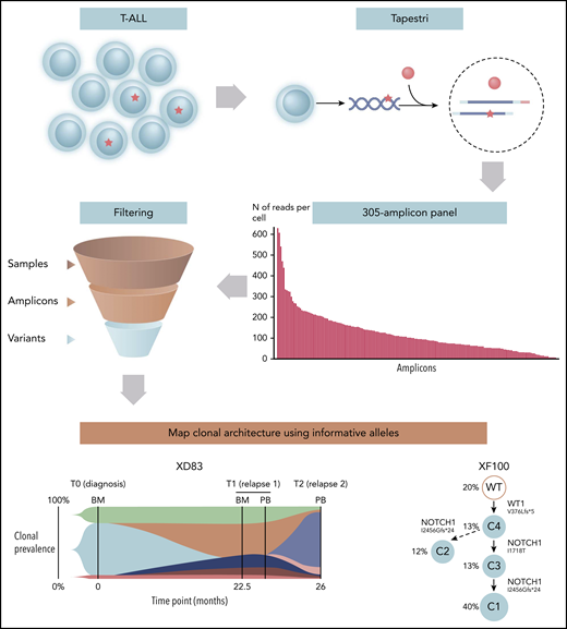 Single-cell genomic analysis of T-ALL. Genomic DNA from single T-ALL cells are isolated and barcoded using the Mission Bio Tapestri platform. Alleles are sequenced by NGS using a bespoke 305-amplicon panel for 110 genes on PCR-amplified barcoded genomic DNA. Informative alleles are identified after sample and amplicon filtering, identification of allele dropouts (ADOs), and variant curation. T-ALL single-cell clonal architecture is reconstructed. BM, bone marrow; PB, peripheral blood; WT, wild type.