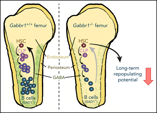 GABA receptor GABBR1 expression is enriched in HSC and CLP, and when absent, B-cell production is compromised. Furthermore, B cells highly expressed GAD1, implicating these cells as the source of GABA in the bone marrow. This would create a signaling feedback loop within the B-cell lineage.