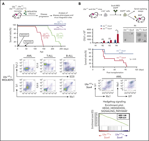 Analysis of leukemias developed in MOL4070A-infected UtxΔ/Δand UtxΔ/Utymice. (A) Experimental procedure of retroviral insertional mutagenesis (top). Neonates were infected with MOL4070A, and leukemic mice were analyzed for disease phenotypes and virus integration sites (middle); survival curves are shown. Representative fluorescence-activated cell sorting results of leukemia cells (bottom), including acute myeloid leukemia (AML), T-lineage acute lymphoblastic leukemia (T-ALL), and B-lineage acute lymphoblastic leukemia (B-ALL). (B) Experimental procedure (top). c-kit+ cells were transduced with Sox4-IRES-EGFP EV and EGFP+ cells were subjected to serial replating and BMT assays and the colony-forming ability of Utx+/++Sox4 and UtxΔ/Δ+Sox4 cells was observed (second row). Colony numbers at rounds 1 to 4 (R1 to R4) of replating, starting at 1 × 104 cells, and representative micrographs of colonies at R4 are shown. *P < .05; ***P < .001. Survival curves of transplant recipients (third row). Representative FACS results of AML cells developed in Utx+/++Sox4 transplant recipients (bottom left). GSEA plots of hedgehog signaling (bottom right). The plots are shown with normalized enrichment score (NES) and false discovery rate (FDR).