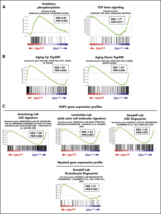 GSEA of RNA expression profiles of UtxΔ/ΔLSKs. (A) GSEA plots of UtxΔ/Δ vs Utx+/+ LSKs. The results of the most positively enriched plot (Oxidative phosphorylation) and most negatively depleted plot (TGF beta signaling) in UtxΔ/Δ LSKs are shown with normalized enrichment score (NES) and false discovery rate (FDR). (B) GSEA plots comparing differently expressed genes in UtxΔ/Δ and Utx+/+ LSKs and aging-associated genes in HSPCs.47 The results of plots that increased with age (Aging Up Top200) and decreased with age (Aging Down Top200) are shown with NES and FDR. (C) GSEA plots comparing UtxΔ/Δ LSK genes with HSPC and myeloid gene signatures. The results of comparison with 3 HSPC expression profiles (Armstrong Laboratory, Lemischka Laboratory, and Goodell Laboratory)50-52 and with a myeloid expression profile (Goodell Laboratory)52 are shown with NES and FDR.