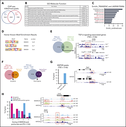 Results of ChIP-seq analysis for H3K27me3, KMT2D, and SMARCA4. (A) Venn diagram showing the overlap of statistically significant peaks of H3K27me3 between Utx+/+ and UtxΔ/Δ LSKs. (B) Gene ontology (GO) enrichment analysis of the genes with H3K27me3 peaks in UtxΔ/Δ LSKs with the Genomic Regions Enrichment of Annotations Tool (GREAT). The ranks were calculated by P values. (C) Pathway analysis of the genomic regions with H3K27me3 peaks in UtxΔ/Δ LSKs with Enrichr_TRANSFAC and JASPAR position weight matrice (PWM) databases. TGF-β downstream transcription factors are shown in red. (D) SMAD proteins SMAD3, SMAD2, and SMAD4, detected from transcription factor motif analysis of the genomic regions with H3K27me3 peaks in UtxΔ/Δ LSKs with Homer Known Motif Enrichment Results. (E) Venn diagram (left) showing the overlap between genes downregulated (Log2FC < −0.5) by Utx deficiency and those with elevated H3K27me3 peaks around annotated TSS ± 5 kb by Utx deficiency. The overlay of H3K27me3 peaks at the representative TGF-β signaling-associated gene loci (right), Hnf4a and Col1a1, in Utx+/+ and UtxΔ/Δ LSKs. Remarkable H3K27me3 peaks in UtxΔ/Δ LSKs are outlined in red. (F) Venn diagrams showing the overlap between upregulated (Log2FC > 0.5) genes in UtxΔ/Δ LSKs and Aging Up Top200 (Up genes, left) and the overlap between downregulated (Log2FC < −0.5) genes in UtxΔ/Δ LSKs and Aging Down Top200 (Down genes, right). (G) Bar graph (left) showing the percentage of KMT2D binding (TSS ± 5 kb) of Up and Down genes in at least 1 of the published ChIP-seq data sets of mouse blood tissues available in the ChIP Atlas,61 GSE69162,62 and GSE 103508.62 The bigwig files and bed files were obtained from the ChIP Atlas. The significance threshold for significant peaks is defined as q < 1 × 10−10. Overlay of KMT2D peaks at the indicated Down gene loci as representative images (right). Remarkable KMT2D peaks are outlined in red. (H) Histogram (left) showing the percentage of genes bound to SMARCA4 (TSS ± 5 kb) in Up or Down genes in at least 1 of the published ChIP-seq data sets of mouse blood tissues available in ChIP-Atlas,61 GSE23719,64 GSE79391,64 GSE82144,68 GSE52279,65 and GSE66978.66 The bigwig files and bed files were obtained from the ChIP-Atlas. Significance threshold for significant peaks is defined as q < 1 × 10−10. The columns indicate the percentages of Up genes, Down genes, KMT2D peak-positive genes with SMARCA4 peaks, respectively. The number of the horizontal axis shows the overlap of SMARCA4 peaks from different data sets. The overlay of SMARCA4 and KMT2D peaks (TSS ± 5 kb) at the indicated Down genes loci in which SMARCA4 peaks were observed in 3 data sets and a KMT2D peak was overlapped with ≥1 SMARCA4 peaks (right).