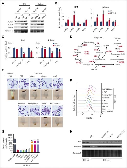 Mutant IDH1 impedes heme synthesis by reducing succinyl-CoA production. (A) Immunoblot to detect ALAS1, ALAS2, and ferrochelatase (FECH) in Ter-119+ and Ter-119– nucleated cells from BM and spleen of control and IDH1-KI mice (n = 3). (B) Relative mRNA levels of ALAS1, ALAS2, HMBS, and FECH in Ter-119+ nucleated cells from BM and spleen of control and IDH1-KI mice. Data are the mean ± SEM (n = 4). β-actin, endogenous control. (C) Relative levels of glycine, succinyl-CoA, and 5-ALA in Ter-119+ nucleated cells from BM and spleen of control and IDH1-mutant mice as determined by HPLC/LC-MS. Data are the mean ± SEM (n = 6). (D) Diagram outlining the Krebs cycle and its intersection with heme metabolism. (E) Top, microscopic views of representative May-Grünwald-Giemsa–stained mutant IDH1-expressing K562 cells that were treated with glycine, citrate, α-KG, succinate, succinyl-CoA, 5-ALA, or BAY1436032 (mutant IDH1 inhibitor). Scale bar, 50 μm. Bottom, corresponding cell pellets for the cultures in the top panels. (F) Flow cytometric determination of expression of the erythroid marker CD235a by mutant IDH1-expressing K562 cells that were treated with glycine, citrate, α-KG, succinate, succinyl-CoA, 5-ALA, or BAY1436032. Results are representative of 3 trials. (G) Quantitation of heme content in the cells in panel F. Data are the mean ± SEM (n = 5). (H) Immunoblot to detect hemoglobin proteins in mutant IDH1-expressing K562 cells that were treated with succinyl-CoA, 5-ALA, or BAY1436032 (n = 3). *P < .05; **P < .01; ***P < .001. ACO, aconitase; CS, citrate synthase; FH, fumarate hydratase; HMBS, hydroxymethylbilane synthase; MDH, malate dehydrogenase; PBS, phosphate-buffered saline; SDH, succinate dehydrogenase.
