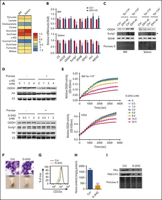 D-2HG directly inhibits the enzyme activity of OGDH. (A) Heat map displaying relative quantitation of Krebs cycle intermediates in Ter-119+ erythroblasts from BM and spleen of control and IDH1-KI mice as determined by LC-MS/MS. As indicated, the colors represent the relative abundance (fold change) of these metabolites in IDH1-KI vs control mice (n = 6). (B) Relative mRNA levels of the indicated Krebs cycle enzymes in Ter-119+ erythroblasts from BM and spleen of control and IDH1-KI mice. Data are the mean ± SEM (n = 6). β-actin, endogenous control. (C) Immunoblot to detect OGDH, Suclg1, and succinate dehydrogenase complex subunit B (SDHB) protein in Ter-119+ and Ter-119– nucleated cells from BM and spleen of control and IDH1-KI mice. Data are representative of 3 trials. (D) Drug affinity responsive target stability assays (see Materials and methods) to detect the interactions of OGDH protein with α-KG (top) or D-2HG (bottom) and Suclg1 protein with D-2HG (bottom) in nontransfected K562 cells. FH and CS proteins were used as negative control. Data are representative of 3 trials. (E) Time course of enzymatic activity of OGDH (as determined by using a colorimetric assay kit) in mouse BM Ter-119+ erythroblasts (top) or nontransfected K562 cells (bottom) that were treated with the indicated concentrations of D-2HG. Data are representative of 3 trials. (F) Top, microscopic views of representative May-Grünwald-Giemsa–stained K562 cells treated with or without cell permeable octyl-D-2HG. Scale bar, 20 μm. Bottom, corresponding cell pellets for the cultures in the top panels. (G) Flow cytometric determination of the erythroid marker CD235a expression in K562 cells treated with or without octyl-D-2HG. Data are representative of triplicate assays. (H) Quantitation of heme content in the cells in panel G. (I) Immunoblot to detect hemoglobin proteins in the cells in panel G. Data are the mean ± SEM. *P < .05; **P < .01; ***P < .001.