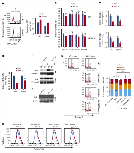 Reduced heme catabolism contributes to increased ROS and death in IDH1-mutant erythroid cells. (A) Left, representative flow cytometric analysis of ROS levels (as determined by CMH2DCFDA staining) in Ter-119+ erythroblasts from BM and spleen of control and IDH1-KI mice. Right, quantitation of the percentages of ROS positive BM and spleen Ter-119+ erythroblasts in the left panels. Data are the mean ± SEM (n = 3). (B) HPLC/LC-MS determination of relative levels of reduced NADP (NADPH), NADP+, NADH, and NAD+ in erythroblasts from BM and spleen of control and IDH1-KI mice. Data are the mean ± SEM (n = 6). (C) HPLC/LC-MS determination of relative levels of bilirubin and biliverdin in Ter-119+ erythroblasts from BM and spleen of control and IDH1-KI mice. Data are the mean ± SEM (n = 6). (D) Relative HO-1 mRNA levels in Ter-119+ erythroblasts from BM and spleen of control and IDH1-KI mice. Data are the mean ± SEM (n = 6). β-actin, endogenous control. (E) Immunoblot to detect HO-1 protein in Ter-119+ and Ter-119– nucleated cells from BM and spleen of control and IDH1-KI mice. Data are representative of 3 trials. (F) Immunoblot to detect the indicated HO-1 protein in cultures of K562 cells that expressed WT or mutant IDH1 (n = 3). β-actin, loading control. (G) Left, propidium iodide (PI) and FITC-Annexin V staining to detect cell death in K562 cells in panel F treated with or without bilirubin, biliverdin, or acetylcysteine, as indicated. Data are representative of 3 trials. Right, quantitation of the percentages of apoptotic and necrotic cells in the cultures in the top panel (n = 3). (H) CMH2DCFDA determination of ROS in the cells in panel G. Data are representative of 3 trials. *P < .05; **P < .01; ***P < .001.