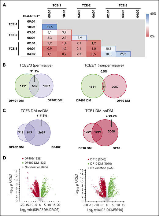 Immunopeptidome overlaps of HLA-DP allotypes from different TCE groups and their dependency on HLA-DM. (A) Percentage of unique peptides shared between the HLA-DP immunopeptidomes from BLCLs expressing the indicated paired allotypes, characterized as described in van Balen et al.8 Data from at least 2 biological and 3 technical replicates were coprocessed for the analysis. Blue- and red-lined boxes represent permissive and nonpermissive allotype combinations with a mean ± standard deviation (SD) overlap percentage of 24.0 ± 16.5 and 2.0 ± 1.3, respectively (P < .001 in 2-tailed unpaired t test). Peptide repertoire overlaps between ≤3 different BLCLs expressing the same HLA-DPB1 allele were determined for HLA-DPB1*02:01, 03:01, and 04:01 and had a mean of 41.4% ± 8.1%. (B) Peptide overlap in permissive (DP401 vs DP402) or nonpermissive (DP401 vs DP10) HLA-DP allotype combinations determined in the same cellular background of transduced HeLa cells in the presence of HLA-DM. Numbers indicate unique or shared peptides, the latter with its percentage relative to the combined data set. Data from at least 2 biological and 3 technical replicates were coprocessed for the analysis. (C) Overlap between peptides retrieved from DP402 or DP10 expressed by HeLa cells in the presence or absence of HLA-DM. Numbers indicate unique or shared peptides and the percentage of numerical inflation of the peptide repertoire in the absence of HLA-DM relative to its presence. (D) Volcano plots showing unique peptides significantly enriched in the presence (green) or absence (red) of HLA-DM for DP402 and DP10. Significant enrichment was assigned to peptides with at least twofold variation of relative abundance in the presence vs absence of HLA-DM and significant (P < .01) in false discovery rate–adjusted 1-way analysis of variance (ANOVA).