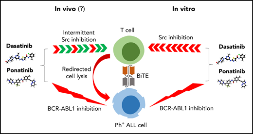 Right, dual ABL/Src inhibitors such as dasatinib and ponatinib inhibit blinatumomab-induced T-cell activation in vitro. Left, the in vivo effects on T cells may be less pronounced because of intermittent inhibition of Src kinases and additional effects of regulatory T cells. BiTE, bispecific T-cell engager.