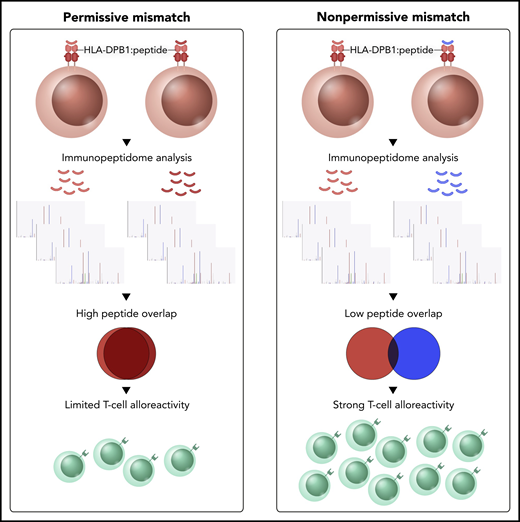 Schematic illustration of the immunopeptide-based mechanism of permissive and nonpermissive HLA mismatch. Permissive HLA-DPB1 mismatches show greater overlap in their HLA-presented peptide repertoire compared with their nonpermissive counterparts, resulting in lower T-cell alloreactivity.