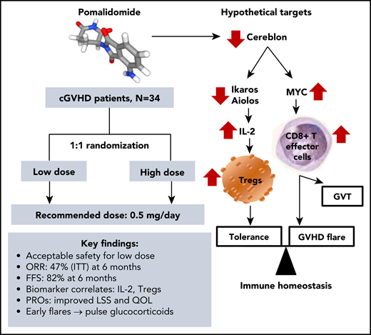Pomalidomide therapy for cGVHD: trial highlights and immunomodulatory targets. FFS, failure-free survival; GVT, graft-versus-tumor; IL-2, interleukin-2; ITT, intent-to-treat; LLS, Lee symptom scale; ORR, overall response rate; PROs, patient-reported outcomes; QOL, quality of life; Tregs, regulatory T-cells.