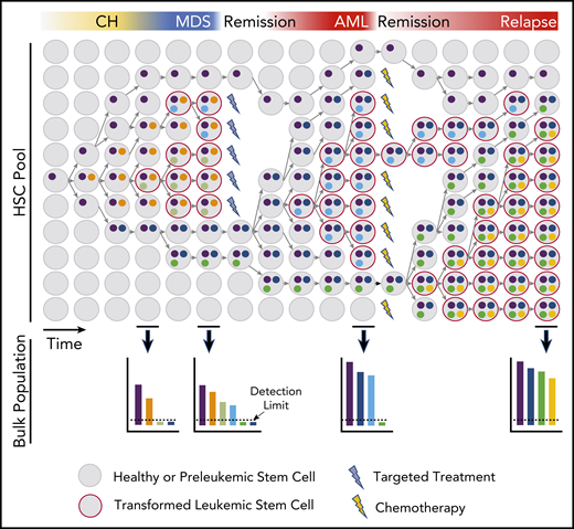 Model of HSC clonal evolution leading to MDS and AML pathogenesis and progression. Schematic depiction of a hypothetical evolutionary history in the stem compartment and its representation in bulk samples. Clonal evolution begins with the acquisition of mutations or other nongenetic aberrations that result in clonal expansion and further mutation of the founder clone. A descendent HSC may gain a new aberration, causing it to branch into a new subclone. Branching subclones continue to evolve in parallel and may have disparate responses to selective pressures. Some subclones expand rapidly upon acquisition of a new mutation, whereas others may remain stable for longer periods. Extrinsic pressures, such as targeted therapies, may affect only some clones, whereas nontargeted therapies may have a more widespread, but often also less deep, effect. Clonal outgrowth is represented with time on the x-axis and relative abundance of HSC clones on the y-axis. The colors represent accumulated aberrations. The lower panels show the relative frequency of each alteration found in the bulk blood population at selected time points. Bulk sampling may not reflect the complete diversity and complexity found in HSCs, because variants below the detection limit (dotted line) will not be accounted for but may be shown to be disease relevant at later time points.