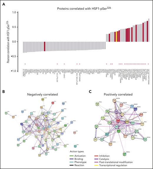 Proteins significantly correlated with HSF1-pSer326. (A) List of proteins significantly correlated with HSF1-pSer326 protein expression. Antibodies indicated with a red “+” are directed against posttranslationally modified sites. Proteins shown in red are involved in initiation or elongation of protein translation or in ribosomal processes. Total HSF1 is highlighted in yellow. (B-C) STRING network analysis of the positively and negatively correlated proteins.