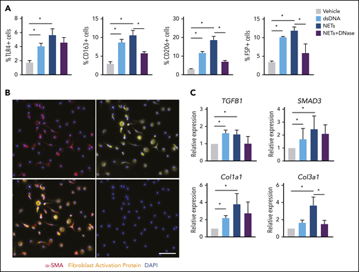 NETs promote fibroblast differentiation. (A) Characterization of differentiated cells after coincubation of CTEPH monocytes with dsDNA, isolated NETs, NETs plus DNase, or vehicle for their surface expression of TLR4, CD163, CD206, and fibroblast-specific protein (FSP) by flow cytometry (n = 4). The percentage of positive cells of single events was computed. (B) Representative coimmunofluorescent staining of α smooth muscle actin (α-SMA) (red) and fibroblast activation protein (FAP) (yellow) in CTEPH monocytes exposed to NETs (scale bars, 100 µm). (C) qPCR analysis for TGF-β signaling pathway genes in differentiated cells. Data are shown as mean ± SEM. *P < .05 (1-way ANOVA with Tukey’s post hoc correction).