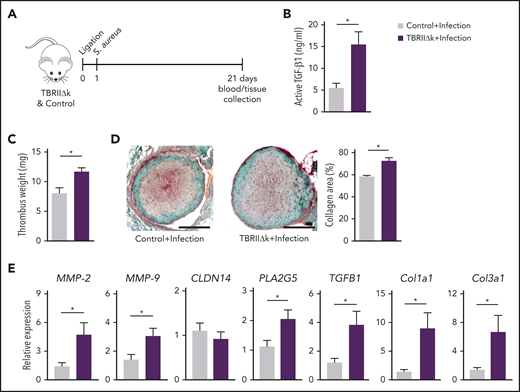 Infection and TGF-β overactivity aggravate thrombus fibrosis. (A) Workflow for thrombus induction and infection. (B) Plasma levels of active TGF-β1 and (C) harvested thrombus weights on day 21 after ligation (n = 5-6 mice per group). (D) Representative trichrome staining of day 21 mouse thrombus and collagen area relative to total thrombus area (n = 4-5 mice per group) (scale bars, 200 µm). (E) qPCR analysis of profibrotic genes in mouse thrombus on day 21 after ligation (n = 5-6 mice per group). Data are shown as mean ± SEM. *P < .05 (unpaired Student t test).
