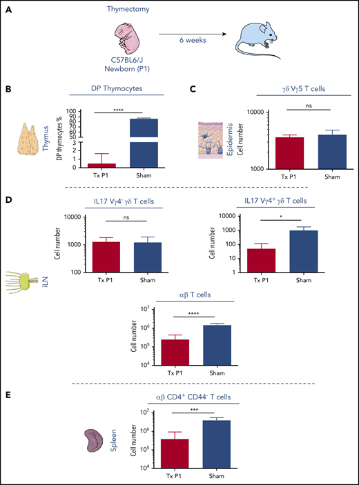 Neonatal thymectomy has no effect on embryonic-derived Vγ5 and Vγ6 γδ T cells. (A) Schematic diagram of neonatal thymectomy experiment. P1 newborn mice were thymectomized and analyzed 6 weeks later. (B) Frequencies of double-positive CD4/CD8 T cells found in the thymus and perithymic tissue isolated from sham and thymectomized mice, respectively. (C) Number of Vγ5+ γδ T cells in the epidermis isolated from 1 ear of sham and thymectomized mice. (D) Number of Vγ6 IL17 γδ T cells, Vγ4 IL17 γδ T cells, and αβ T cells in 1 inguinal lymph node, isolated from sham and thymectomized mice. (E) Number of αβ CD4+CD44− T cells in the spleen. *P < .05, ***P < .001, and ****P < .0001 (Student t test). Data are representative of at least 4 mice in each group from 2 independent experiments. Data are depicted as mean plus or minus standard error of the mean (SEM).