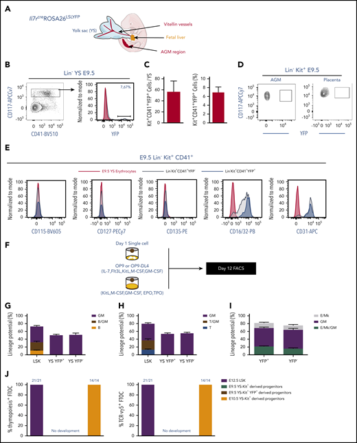 Emergence of Il7R⍺+expressing YS progenitors in E9.5 embryos. (A) Schematic representation of the anatomical sites analyzed in mouse embryos: YS, head, FL and the AGM region. (B) Representative flow cytometry plot showing YFP expression on live Lin−CD117+CD41+ E9.5 YS cells from Il7rcreROSA26LSLYFP. (C) Number and percentage of YFP+ per YS (mean plus or minus SEM). Data representative of 14 embryos from 4 independent experiments. (D) Representative flow cytometry plot showing YFP expression on live Lin−CD117+ E9.5 placenta and AGM region cells. (E) Expression of CD115, CD127, CD135, CD16/32, and CD31 within the E9.5 YS Lin−CD117+CD41+ YFP+ and YFP− populations. (F) Experimental strategy for single-cell lineage potential assay of E9.5 YS Lin−CD117+CD41+ YFP+ and YFP− populations. Frequency of wells containing (G) B cells or (H) T cells in cultures of single-sorted E9.5 YS Lin−CD117+CD41+ YFP+ and YFP− cells (180 cells from each population analyzed in 3 independent experiments). (I) Frequency of erythroid and megakaryocytic (E/Mk), myeloid (GM), or mixed E/Mk/GM colonies of single-sorted E9.5 YS Lin−CD117+CD41+ YFP+ and YFP− cells. (J) Frequency of thymic lobes irradiated and reconstituted with CD117+ E9.5 YS YFP+ or YFP−, or with E12.5 LSK or E10.5 YS as controls that contained CD4/CD8 DP cells (left plot) or TCR-Vγ5+ T cells (right plot). FTOCs were analyzed at day 12 after reconstitution.