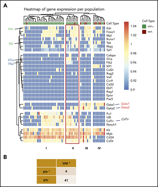 Gene-expression analysis of single E9.5 YS Lin−CD117+ CD41+ YFP+ and YFP−cells. (A) Single-cell multiplex qPCR analyzed by hierarchical clustering of single YFP+ (47 cells) and YFP− (10 cells) E9.5 Lin−CD117+CD41+ cells analyzed for the expression of lymphoid-associated (Il7r, Rag1, Rag2, Flt3), myeloid-associated (Cebpa, Cd32, Csf1r, Csf2r, Csf3r, Irf8, Pu1), B-cell–associated (Pax5, Ebf1), E/Mk-associated (EpoR, Gata1, Mpl, Tal1, Vwf, Klf1), and hematopoiesis-associated (Gata2, Myb, Runx1, Kit, Cd34) genes. (B) Number of Il7r+ and Il7r− cells within E9.5 YS YFP-expressing cells.