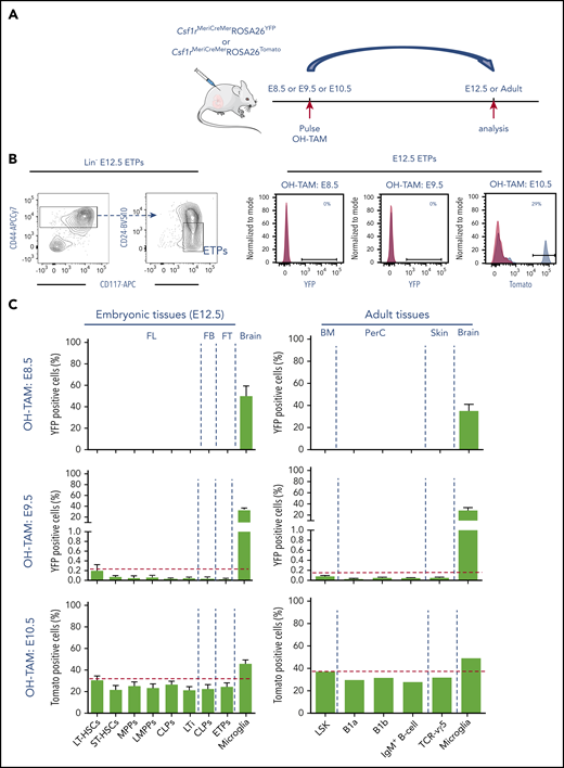 Thymopoiesis-initiating cells develop exclusively from HSC-derived progenitors. (A) Experimental design of lineage-tracing analysis of Csf1r-expressing cells after OH tamoxifen (OH-TAM) administration at E8.5, E9.5, or E10.5. Arrows indicate pulse and analysis time points. (B) Flow cytometry analysis of E12.5 early thymic progenitors (ETPs). E12.5 thymic lobes of embryos pulsed at indicated time points were analyzed. Left plots show the gating strategy to identify ETP. Right representative histograms show the frequency of Tomato+ or YFP+ cells in ETP. For each experiment, 1 representative analysis is shown. (C) Frequencies of YFP- or Tomato-labeled hematopoietic progenitors and LTi’s in E12.5 FL, fetal blood (FB), and thymi (left plots) and of LSK, B1 B cells, B cells, and Vγ5+ T cells in adult tissues (right plots) of animals pulsed at E8.5, E9.5, or E10.5. Microglia served as controls for labeling efficiency. All data are pooled from minimally 2 independent experiments for embryos analyzed at E12.5 (pulsed at E8.5, n = 8; E9.5, n = 10; E10.5, n = 10); for adult tissues, animals were analyzed between 10 and 12 weeks of age (pulsed at E8.5, n = 6; E9.5, n = 6; E10.5, n = 2). Data are depicted as mean plus or minus SEM except for adult animals pulsed at E10.5 (mean). BM, bone marrow; FT, fetal thymus; PerC, peritoneal cavity.
