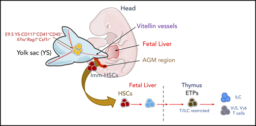 Model depicting the origin and the lineage potential of thymopoiesis-initiating progenitors.