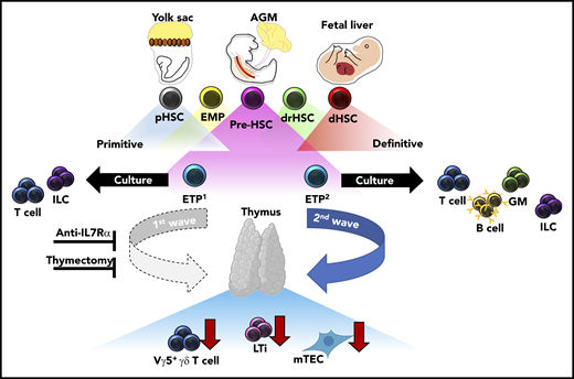 During fetal development, transient waves of progenitors arise and generate distinct immune cells that persist and contribute to the mature immune system. Elsaid et al elegantly demonstrate that 2 distinct waves of ETPs arise from HSC-derived progenitors and differentially contribute to thymic innate-immune cell establishment and mTEC maturation. Blockade of the first, but not the second, wave of ETPs by anti-IL7Rα injection results in significantly less thymic LTi cells, Vγ5+ γδ T cells, and mature mTECs. These results were recapitulated in neonates after complete thymectomy. Altogether, these data suggest that the initial wave of ETPs specifically contributes to the establishment of innate-immune cell compartments in the developing thymus and is required for the maturation of AIRE-expressing mTECs. AGM, aorta-gonad-mesonephros; dHSC, definitive HSC; drHSC, developmentally-restricted HSC; EMP, erythro-myeloid progenitor; GM, granulocyte/monocyte; pHSC, primitive HSC.