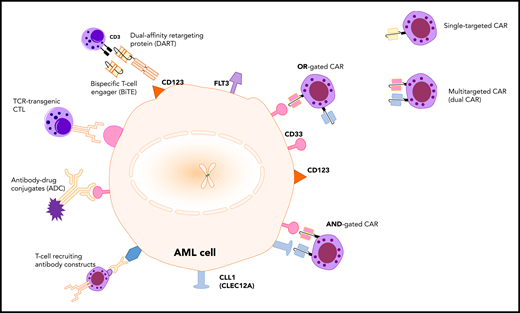 Immunotherapy targets and treatment modalities in AML. The AML cell surface markers, CLEC12A (CLL1), CD33, CD123, and FLT3, can theoretically be used as targets for various immunological modalities, such as antibody-drug conjugates (ADC), T-cell receptor (TCR)–transgenic cytotoxic T lymphocytes (CTL), T-cell recruiting antibody constructs, bispecific T-cell engagers (BiTE), and CAR-T cells. CAR-T cells can be designed using single-targeting CARs or multitargeted CARs, such as dual CARs.