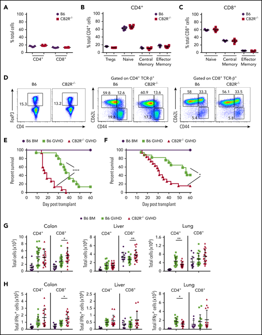 Absence of donor CB2R expression exacerbates the severity of acute GVHD. (A) Percentage of CD4+ and CD8+ T cells in the spleen of wild-type (WT; n = 5) and CB2R−/− (n = 6) mice. (B-C) Percentage of CD4+ Foxp3+, naïve (CD62Lhi CD44lo), central memory (CD62Lhi CD44hi), and effector memory (CD62Llo CD44hi) CD4+ T cells (B) and naïve, central memory, and effector memory CD8+ T cells (C) in the spleen of WT B6 and CB2R−/− mice. Data are cumulative results from 5 to 6 mice per group and are presented as the mean ± standard deviation. (D) Representative dot plots of CD4+ and CD8+ T-cell populations are shown together with the gating approach that was used for the data in panels B and C. (E) Lethally irradiated (900 cGy) Balb/c recipients received transplants of bone marrow (BM) alone from B6 mice (5 × 106; n = 9) or BM and spleen cells (adjusted to yield an αβ T-cell dose of 0.6 × 106 cells) from B6 (n = 15) or CB2R−/− (n = 15) animals. Overall survival is depicted. Results are from 3 experiments. (F) Lethally irradiated (1100 cGy) FVB mice received transplants of B6 BM alone (n = 9), B6 BM and spleen cells (n = 17), or CB2R−/− BM and spleen cells (n = 19; adjusted to yield an αβ T-cell dose of 0.85 × 106 cells). Overall survival is depicted. Results are from 3 experiments. (G-H) Lethally irradiated Balb/c mice were transplanted with BM and spleen cells (adjusted to yield an αβ+ T-cell dose of 0.6 × 106 to 0.8 × 106) from B6 or CB2R−/− animals. Animals receiving transplants of B6 BM alone served as controls. The absolute numbers of CD4+ and CD8+ T cells in the colon, liver, and lung 14 days posttransplantation are depicted in panel G (n = 12-20 per group), and absolute numbers of CD4+ or CD8+ interferon-γ–positive (IFN-γ+) T cells in the same organs are shown in panel H (n = 9-15 per group). Data are presented as the mean ± SD. Results are from 3 to 4 experiments. (I) Irradiated Balb/c recipients received transplants of B6 BM and spleen cells (adjusted to yield an αβ T-cell dose of 0.8 × 106 cells). Animals were treated with the CB2R antagonist SR144528 (3 mg/kg; n = 10) or an equivalent amount of vehicle (n = 10) for 14 days beginning on the day of transplantation. Balb/c mice receiving transplants of B6 BM alone and then treatment with either vehicle (n = 6) or SR144528 (n = 3) served as controls. Results are from 2 experiments. (J) Lethally irradiated (1100 cGy) B6 (n = 15) or CB2R−/− (n = 15) animals received transplants of Balb/c BM and spleen cells (adjusted to yield an αβ T-cell dose of 5 × 106 to 5.5 × 106 cells). Balb/c mice receiving transplants of B6 BM alone (n = 9) served as controls. Results are from 3 experiments. *P < .05, **P < .01, ****P < .0001. TCR, T-cell receptor.