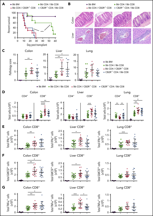 Absence of CB2R expression on either CD4+or CD8+T cells exacerbates GVHD mortality. (A-G) Irradiated Balb/c mice received transplants of B6 Rag-1−/− BM (5 × 106; n = 7), Rag-1−/− BM plus purified CD4+ (1 × 106) and CD8+ (0.55 × 106) B6 T cells (n = 10), Rag-1−/− BM plus B6 CD4+ and CD8+ CB2R−/− T cells (n = 10), and Rag-1−/− BM plus CD4+ CB2R−/− and B6 CD8+ T cells (n = 10). Overall survival is shown. Data are from 2 experiments. (B-C) Representative hematoxylin and eosin–stained sections of the lung, liver, and colon of animals 14 days posttransplantation are depicted in panel B. Original magnification is ×100 for photomicrographs. Pathological scores of colon, liver, and lung from mice undergoing transplantation are shown in panel C. Data are from 3 experiments, with 9 to 12 mice per group. (D-G) The absolute numbers of CD4+ and CD8+ T cells in the liver, lung, and colon are shown in panel D. The absolute numbers of CD8+ T cells that produced IFN-γ, granulocyte-macrophage colony-stimulating factor (GM-CSF), or tumor necrosis factor α (TNF-α) in the colon, liver, and lung 14 days posttransplantation are shown in panels E to G. Data are from 4 experiments, with 11 to 17 mice per group. *P < .05, **P < .01, ***P < .001, ****P < .0001.