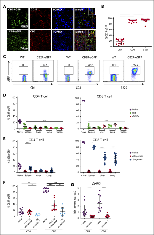 GVHD induces a loss of CB2R eGFP expression in T cells isolated from target organs. (A) Spleen sections from CB2ReGFP reporter mice were stained with fluorescence-labeled antibodies directed against eGFP, CD19, or CD3. Topro served as a nuclear stain. Merged results are shown in final panels in each row. (B-C) eGFP expression on CD4+ T cells, CD8+ T cells, and B cells derived from the spleens of normal CB2ReGFP mice (n = 16-17) are shown in panel B. Representative dot plots showing eGFP expression on these immune cell populations are depicted in panel C. (D) Lethally irradiated Balb/c mice received transplants of CB2ReGFP BM alone (n = 4) or together with CB2ReGFP spleen cells (adjusted to yield an αβ+ T-cell dose of 0.6 × 106; n = 5). Animals were euthanized 14 days posttransplantation. The eGFP expression percentage on CD4+ and CD8+ T cells obtained from spleen, liver, lung, and colon of animals receiving transplants of BM alone (BM) or together with adjunctive spleen cells (GVHD) is depicted. The eGFP expression percentage on comparable cells obtained from the spleen of normal nontransplanted CB2ReGFP mice (labeled naïve; n = 5) is shown for comparison. Statistical comparison is from all tissue sites relative to splenic CD4+ and CD8+ T cells from naïve mice. (E) Lethally irradiated Balb/c or B6.PL mice received transplants of CB2ReGFP BM and spleen cells (adjusted to yield an αβ+ T-cell dose of 0.6 × 106). The eGFP expression percentage on CD4+ and CD8+ T cells obtained from spleen, liver, and lung of animals receiving syngeneic vs allogeneic marrow grafts 14 days posttransplantation is depicted. Data are from 3 experiments, with a total of 15 mice per group. The eGFP expression percentage on T cells obtained from the spleen of normal CB2ReGFP mice is shown for comparison. (F) Magnetically purified CD4+ or CD8+ T cells (1 × 105) from CB2ReGFP mice were cultured with anti-CD3 (2.5 μg/mL) and anti-CD28 (5 μg/mL) antibody for 3 days. Magnetically purified pan T cells (1 × 105) from CB2ReGFP mice were cultured with allogeneic Balb/c CD11c–enriched dendritic cells (5 × 104) for 4 days. Data depict the percentage of CD4+ T cells and CD8+ T cells expressing eGFP after stimulation. Results are from 2 experiments, with 7 to 14 mice per group. (G) CB2R messenger RNA (mRNA) expression in B6 naïve and anti-CD3/anti-CD28 antibody activated CD4+ or CD8+ T cells. Data are presented as fold expression above 18S ribosomal RNA control and are derived from 10 to 13 mice per group. Results in panels B and D to G are presented as the mean ± standard deviation. **P < .01, ****P < .0001.