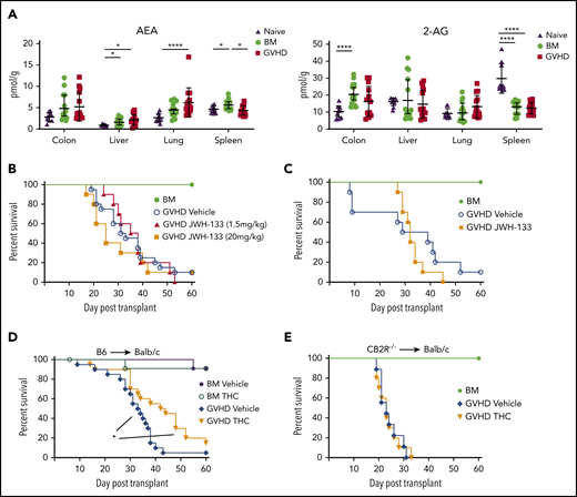 Signaling through the CB2R by THC mitigates the severity of acute GVHD. (A) Endocannabinoid levels of AEA and 2-AG in the liver, lung, colon, and spleen of lethally irradiated Balb/c mice receiving transplants of B6 BM alone or together with B6 spleen cells (adjusted to yield an αβ T-cell dose of 0.6 × 106 cells) and then undergoing assessment 14 days posttransplantation. Data are from 3 experiments, with 14 to 15 mice per group. AEA and 2-AG levels in the same tissues from naïve nontransplanted Balb/c mice are also depicted (n = 10). Data are presented as mean ± standard deviation. (B) Lethally irradiated Balb/c mice received transplants of B6 BM and spleen cells (adjusted to yield an αβ T-cell dose of 0.85 × 106 to 0.90 × 106 cells) and were then treated with a vehicle control (n = 20) or the CB2R agonist JWH-133 at a low (1.5 mg/kg; n = 10) or high dose (20 mg/kg; n = 10) for 14 consecutive days beginning on day 0. Balb/c mice receiving transplants of B6 BM alone served as controls (n = 12). Overall survival is depicted. Data are cumulative results from 4 experiments. (C) Irradiated Balb/c mice received transplants of B6 BM and spleen cells and were then treated with a vehicle control (n = 10) or the CB2R agonist JWH-133 (1.5 mg/kg; n = 10) for 35 consecutive days beginning on day 0. Balb/c mice receiving transplants of B6 BM alone served as controls (n = 6). Results are from 2 experiments. (D) Lethally irradiated Balb/c recipients received transplants of B6 BM and spleen cells (adjusted to yield an αβ T-cell dose of 0.85 × 106 to 0.9 × 106 cells). Animals were then treated with THC (20 mg/kg; n = 20) or vehicle (n = 20) for 40 days beginning on day 0. Balb/c mice receiving transplants of B6 BM alone and treatment with either vehicle or THC served as controls (n = 12 per group). Data are from 4 experiments. (E) Irradiated Balb/c mice received transplants of CB2R−/− BM alone (n = 6) or together with CB2R−/− spleen cells (adjusted to yield an αβ T-cell dose of 0.85 × 106 to 0.9 × 106 cells). Animals that received adjunctive spleen cells were treated with either THC (n = 10) or a vehicle control (n = 10) daily beginning on day 0 until death. Survival is depicted. Data are from 2 experiments. *P < .05, ****P < .0001.