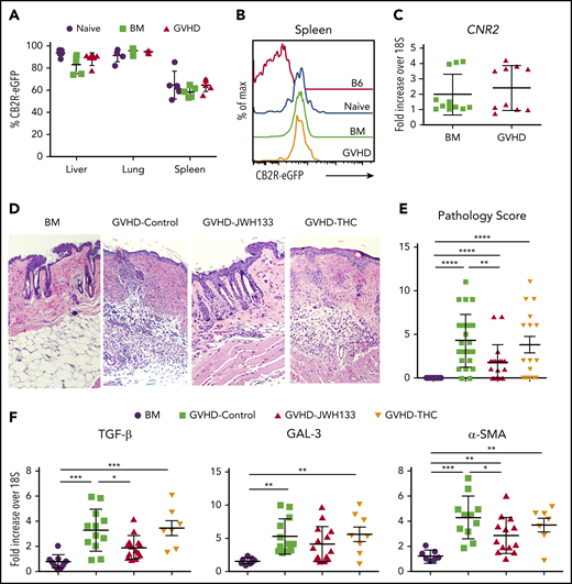 JWH-133, but not THC, mitigates the severity of chronic GVHD. (A-C) Lethally irradiated Balb/c mice received transplants of CB2ReGFP BM alone or together with spleen cells (adjusted to yield an αβ T-cell dose of 0.6 × 106). Macrophages were isolated from the liver, lung, and spleen of mice 14 days posttransplantation. eGFP expression on macrophages from BM control and GVHD mice is shown in panel A. Naïve CB2ReGFP mice not undergoing transplantation are shown for comparison. Results are from 4 to 5 mice per group. Representative histogram of CB2R-eGFP expression on splenic macrophages from mice in panel B. Normal B6 mice and naïve CB2ReGFP mice not undergoing transplantation are shown for comparison. CB2R mRNA expression from flow-sorted CD11b+ F4/80+ macrophages obtained from the spleen on day 14 is depicted in panel C. Results for GVHD mice were pooled from 2 to 3 mice per data point. (D-F) Lethally irradiated Balb/c mice received transplants of B10.D2 BM alone or with 20 × 106 spleen cells. Animals that received spleen cells were treated with JWH-133 (1.5 mg/kg), THC (20 mg/kg), or a vehicle control for 35 to 40 days beginning on day 0. Representative hematoxylin and eosin–stained sections of the skin on day 35 are shown in panel D, and cumulative pathological skin scores from replicate animals 35 to 40 days posttransplantation are depicted in panel E. Original magnification is ×100 for photomicrographs. (F) mRNA expression of TGF-β, GAL-3, and α-SMA in the skin of animals (n = 7-15 mice per group) 35 to 40 days posttransplantation. Results are from 6 experiments. Data in panels A, C, E, and F are presented as the mean ± standard deviation. *P < .05, ** P < .01, ***P < .001.
