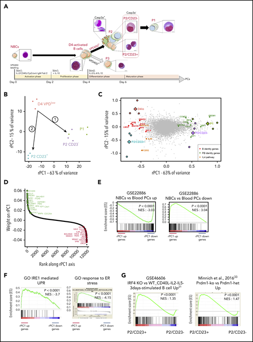 Transcriptomic and chromatin accessibility profiling of P2 cells shows a clear split in cell fate between P2/CD23+and P2/CD23–cells. (A) VPD-labeled NBCs were differentiated using a 2-step cell culture process that gave rise to 3 different cell populations (referred to as P1, P2, and P3) according to the VPD450 dilution and the CD38 expression on day 5 (D5) and D6.24 Active caspase-3–negative (Casp3a–) P2 cells split into CD23+ and CD23– subsets, and the P1 population arose from the latter.25 Representative cell morphologies during in vitro differentiation for each population are shown after Cytospin preparation and May-Grünwald-Giemsa staining (scale bar, 20 µm). (B) PCA of RNA-seq data from the D4lo, P2/CD23+, P2/CD23–, and P1 cell populations. P2/CD23+ and P2/CD23– clearly show different transcriptomic signatures and different differentiation abilities. (C) PCA of RNA-seq data from the D4lo, P2/CD23+, P2/CD23–, and P1 populations indicating the positions of samples (colored circles, with the mean shown by colored diamonds) and genes (gray dots). The position of selected B-cell identity genes (red dots), PC identity genes (green dots), and IL-4–dependent genes (orange dots) are indicated. (D) Ranking of genes according to their rPC1 weights; genes known to be related to PC identity are shown in green, and those known to be related to B-cell identity are shown in red. Note that both sets of genes are aggregated at opposite ends of the rPC1 axis. (E) GSEA for a signature (GSE22886) comparing NBCs with PCs collected from blood; “up” indicates genes specific for NBCs (left) and “down” indicates genes specific for PCs (right). (F) GSEAs for an IRE1-mediated unfolded protein response (UPR) Gene Ontology (GO) signature (left) and an endoplasmic reticulum (ER) stress response GO signature (right). (G) GSEA of signatures upregulated in activated B cells from Irf4-KO (left) and Prdm1-KO (right) mice for an RNA-seq comparison between P2 populations (P2/CD23+ vs P2/CD23–). het, heterozygous littermates; NES, normalized enrichment score.