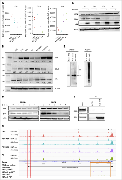 Increase in IRF4 levels in PB-committed cells is concomitant with a downregulation of CBLB expression. (A) CBL, CBLB, and IRF4 mRNA expression levels as measured by RNA-seq in the different cell populations (n = 3 paired samples). (B) IRF4, CBLB, and CBL protein expression assessed using western blots in NBCs, D4 cells, and different cell subsets on D6. The western blot (WB) is representative of 2 independent experiments. (C) IRF4 protein expression after treatment with cycloheximide (CHX; 50 µg/mL) to inhibit protein synthesis at D6. We could not detect any degradation of IRF4 after 4 hours. Positive control: p21, a protein known to be degraded by the proteasome pathway. Data are representative of 3 experiments. (D) IRF4 protein expression after MG132 treatment (10 µM for 4 hours) to inhibit proteasome degradation at D6. We could not detect any accumulation of IRF4 protein. Positive control: p21. Data are representative of 3 experiments. (E) Ubiquitination of IRF4 after ubiquitin immunoprecipitation in activated B cells (D4lo plus 8 hours of IL-2, IL-4, and IL-10). Western blots of IRF4 (left), with an enrichment in IRF4 in immunoprecipitated ubiquitin lysate compared with input and control and of ubiquitin (Ub; right) as control. Data are representative of 2 experiments. (F) CBLB detection by western blot after IRF4 immunoprecipitation in activated (D4 plus 14 hours) B cells. Although CBLB and IRF4 could be detected in input lysate and immunoprecipitation of IRF4 was successful (enrichment compared with input), CBLB could not be detected as interacting with IRF4. Data are representative of 2 experiments. (G) An IGV browser window showing RNA-seq and ATAC-seq signals close to the start of the CBLB locus in the different cell populations. Asterisks denote the first 3 exons of CBLB. The red box indicates an ATAC-seq region whose density is correlated with CBLB expression and that is known to interact with the CBLB promoter (according to FANTOM536). The orange box indicates the promoter and the first intronic regions, including the ATAC-seq regions. They acquired the repressive H3K27me3 mark at the pre-PB stage of differentiation, and they kept it at the PB stage51 (purple and green rectangles, respectively). Ig CTL, immunoglobulin control.